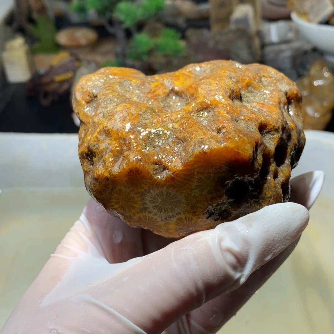 【闪购商品】硅化玉珊瑚玉未镶嵌
