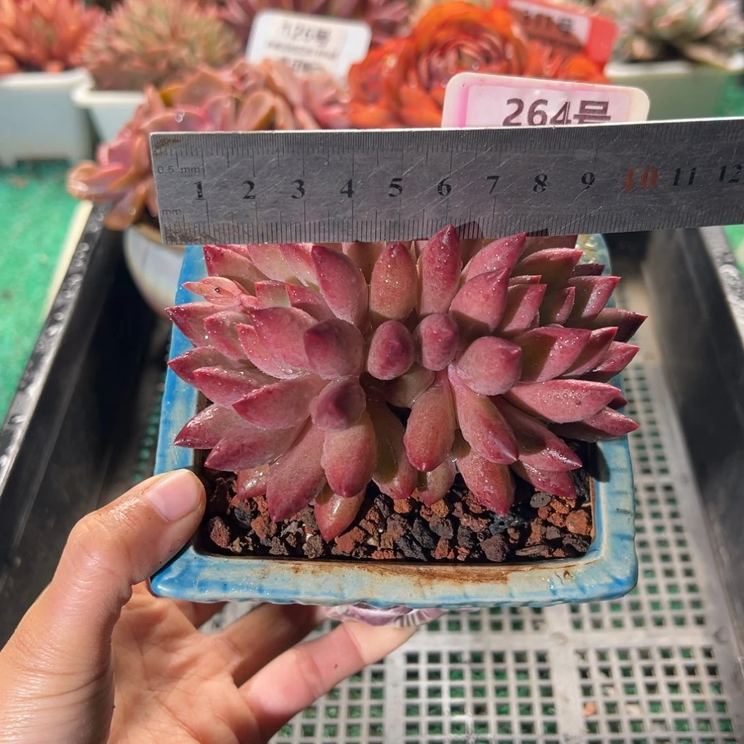 表妹精品多肉植物264.