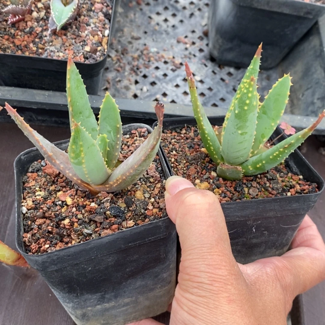 【闪购商品】佛****4多枝芦荟2