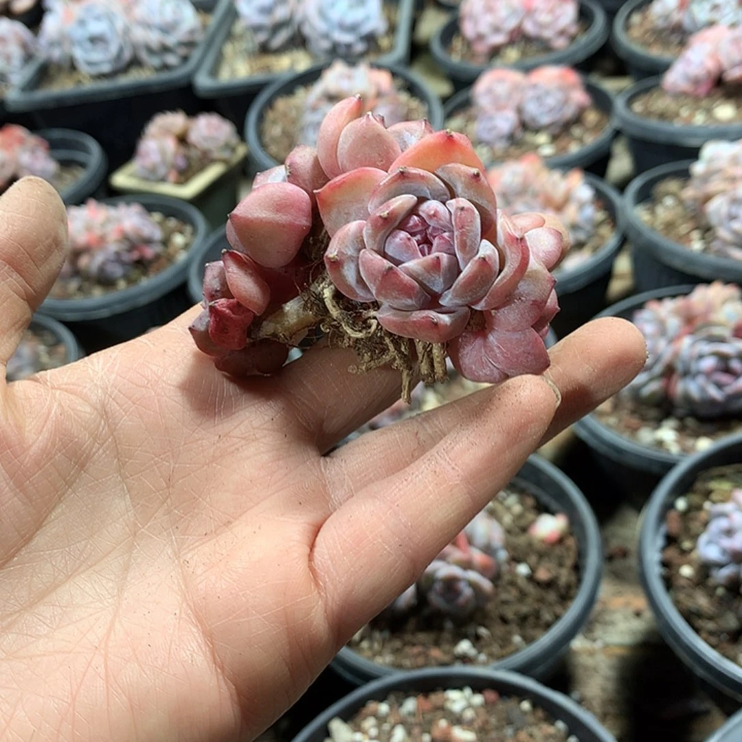 星影多肉植物哈哈47