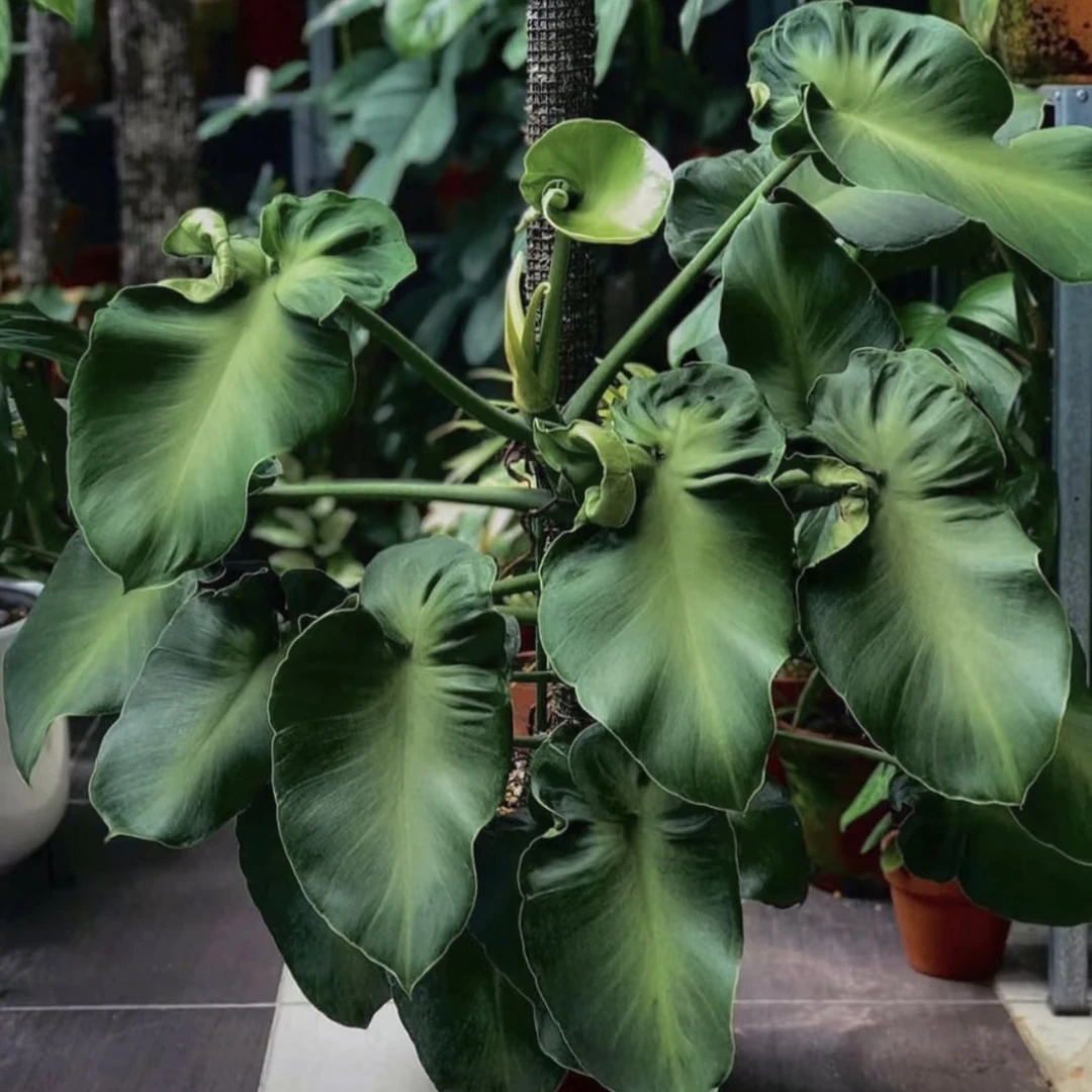 【卷叶猪皮蔓绿绒】热植多年生天南星科蔓绿绒