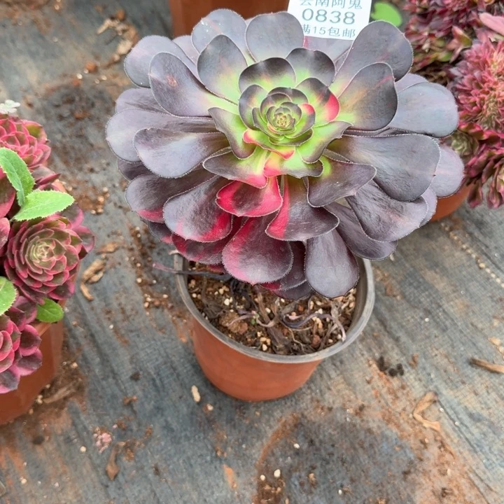 0838号巫毒啊啊啊