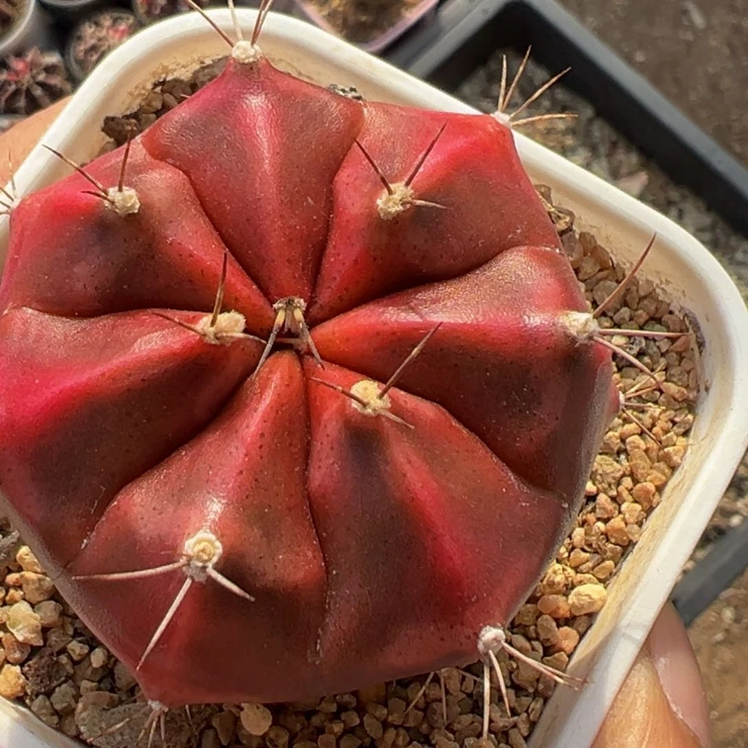 多肉植物1111111111111111