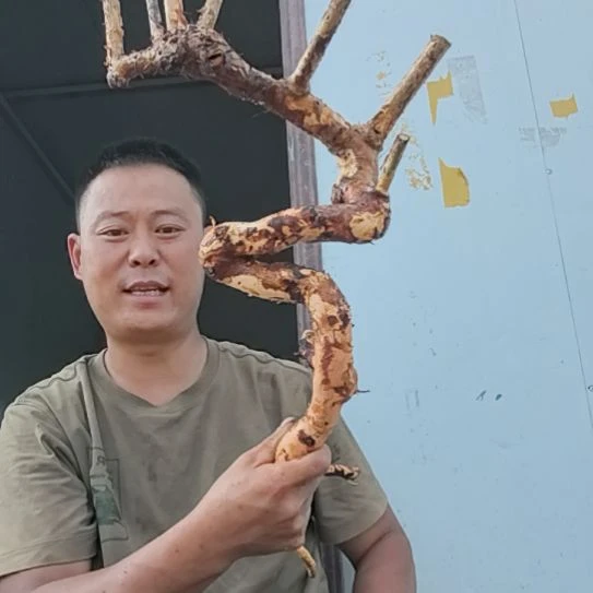 放***走无花朵盆景素材拍品