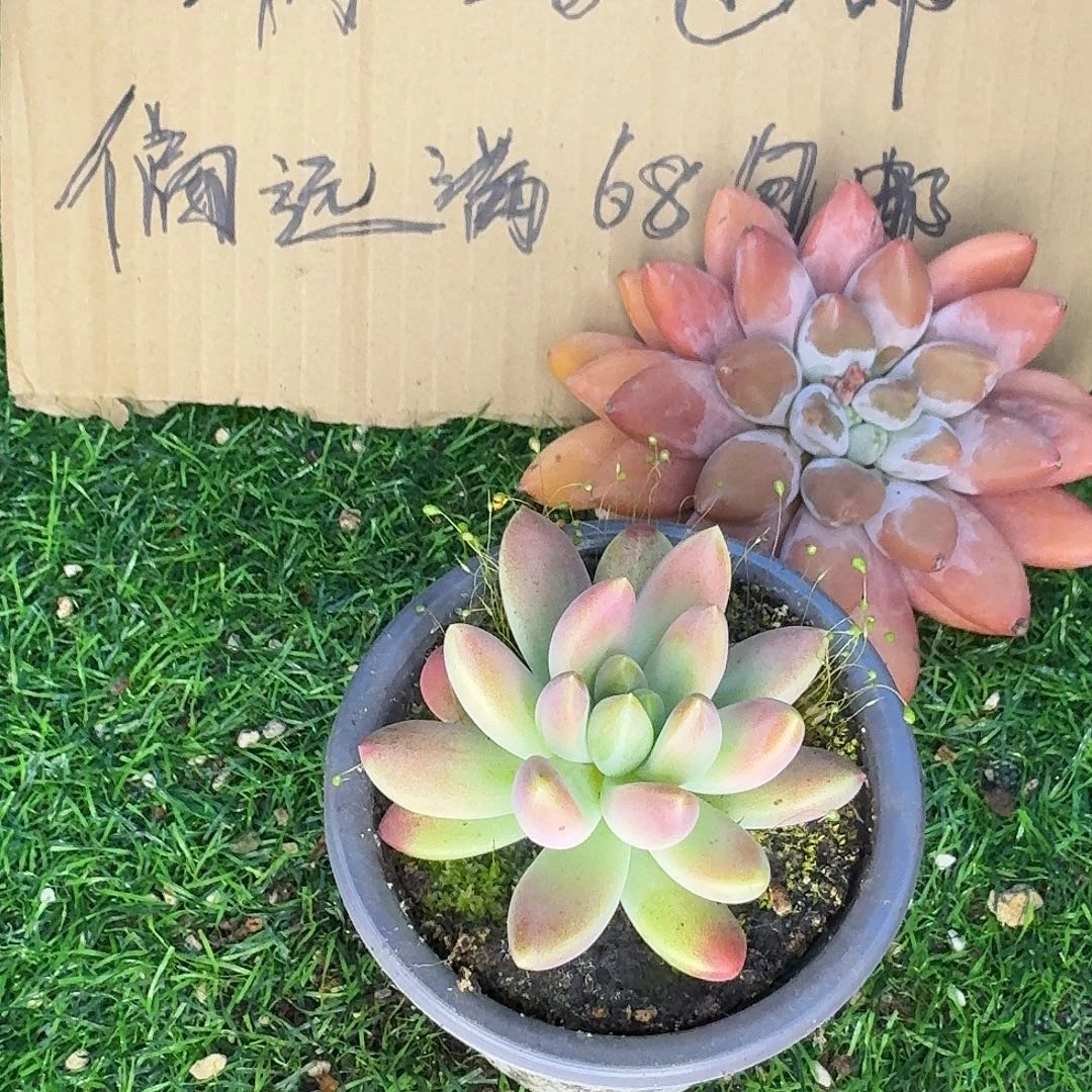 云南多肉小栈橙色奇迹031