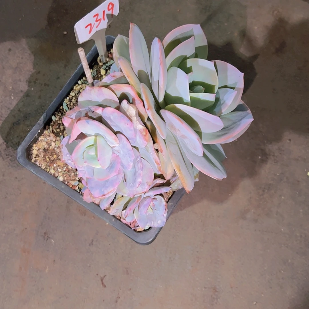 丫*2319白凤30。。。。