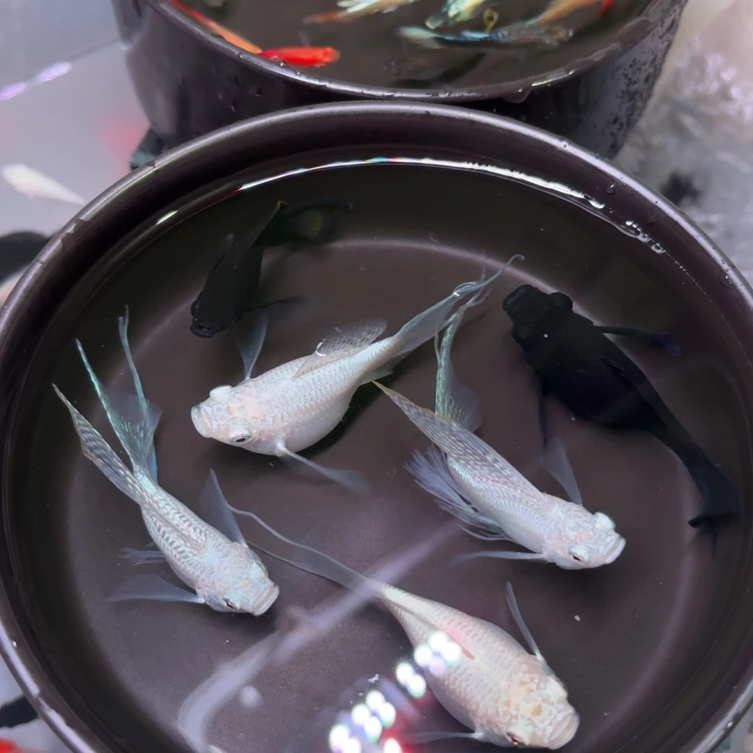 孔雀鱼玛丽球银色两队黑色一对（2备损）