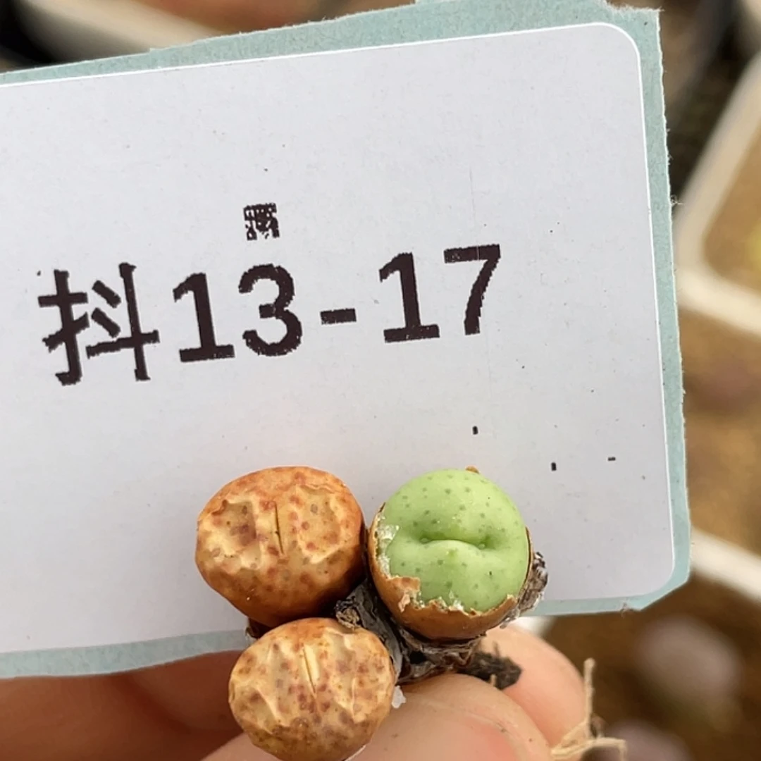 13-17奶油嘴多肉植物