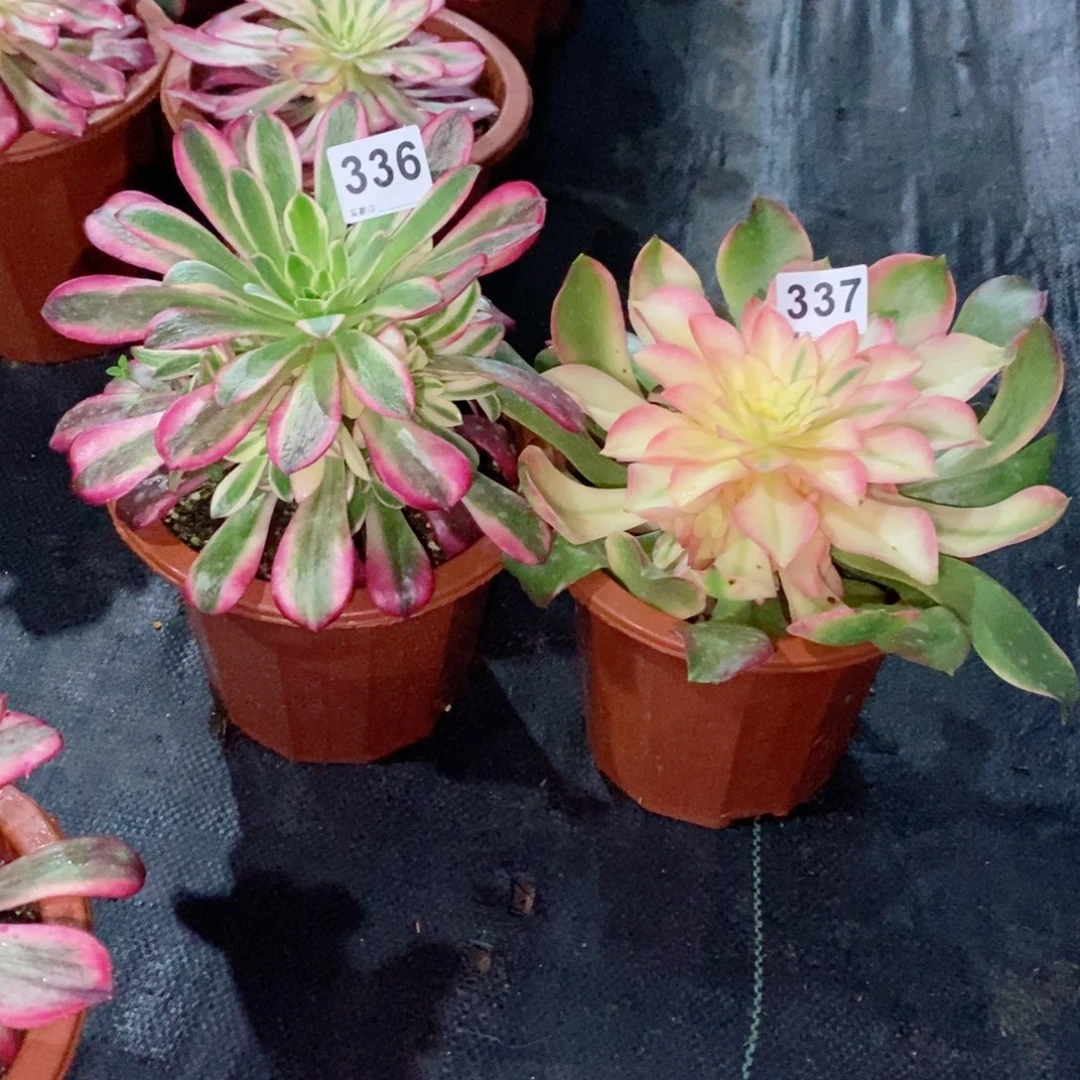 西**茶组合336337多肉1111小苗