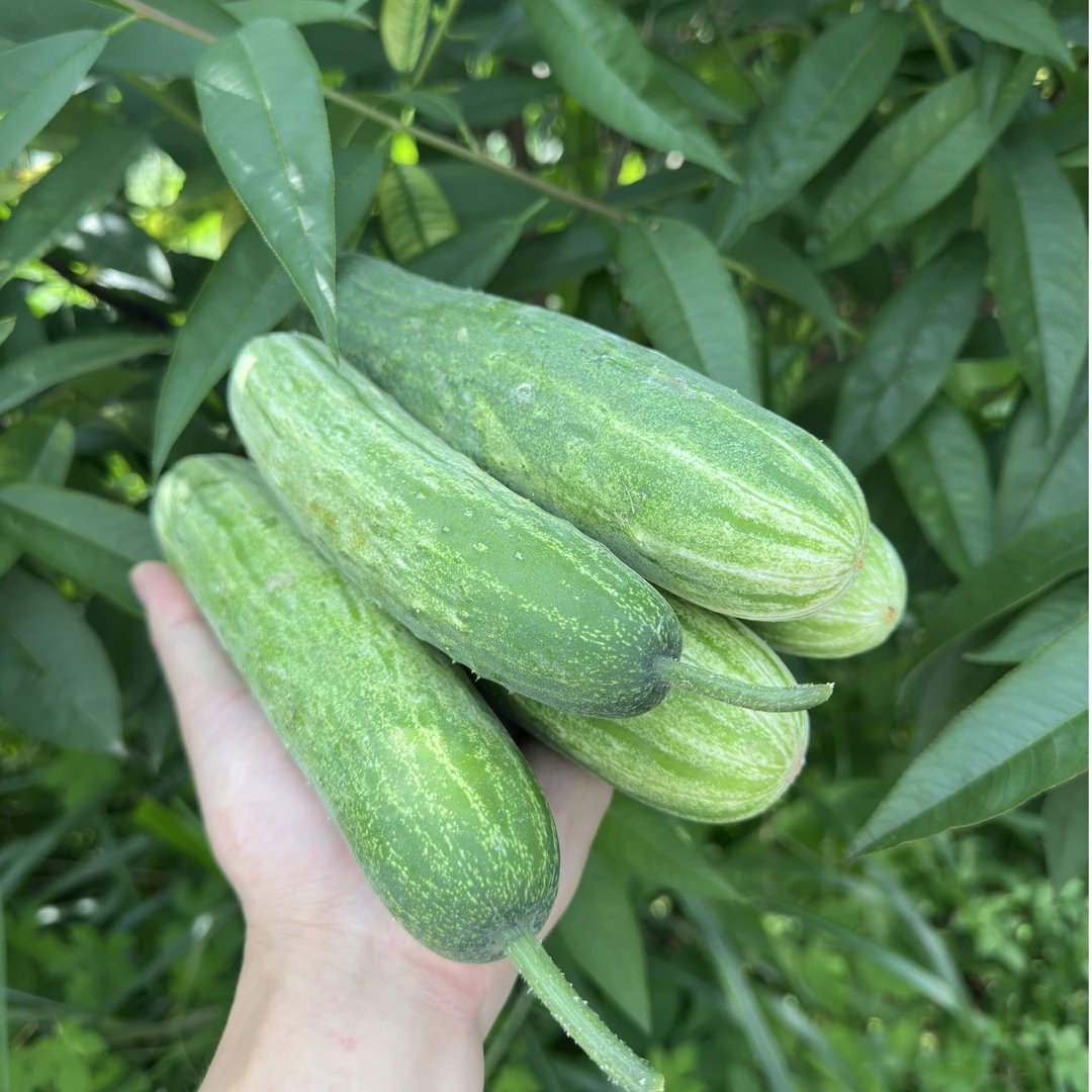 粤北菜头的小百货 九峰山原生态自然生长的黄瓜辣椒 京东快递发货