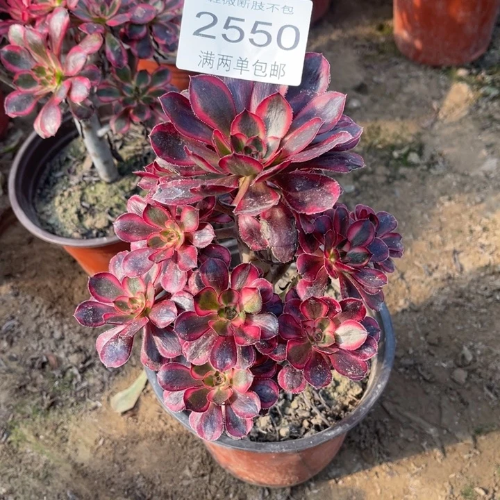 2550香奈的人多肉的