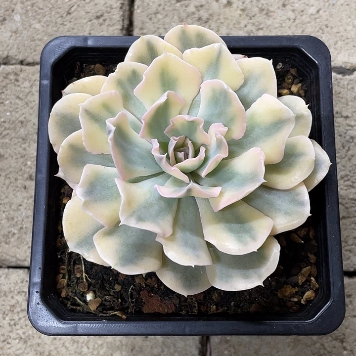 利比里亚锦一物一拍锦龙