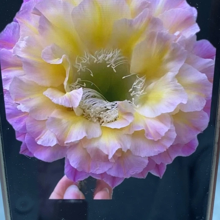 彩草马丙侧芽4公分左右