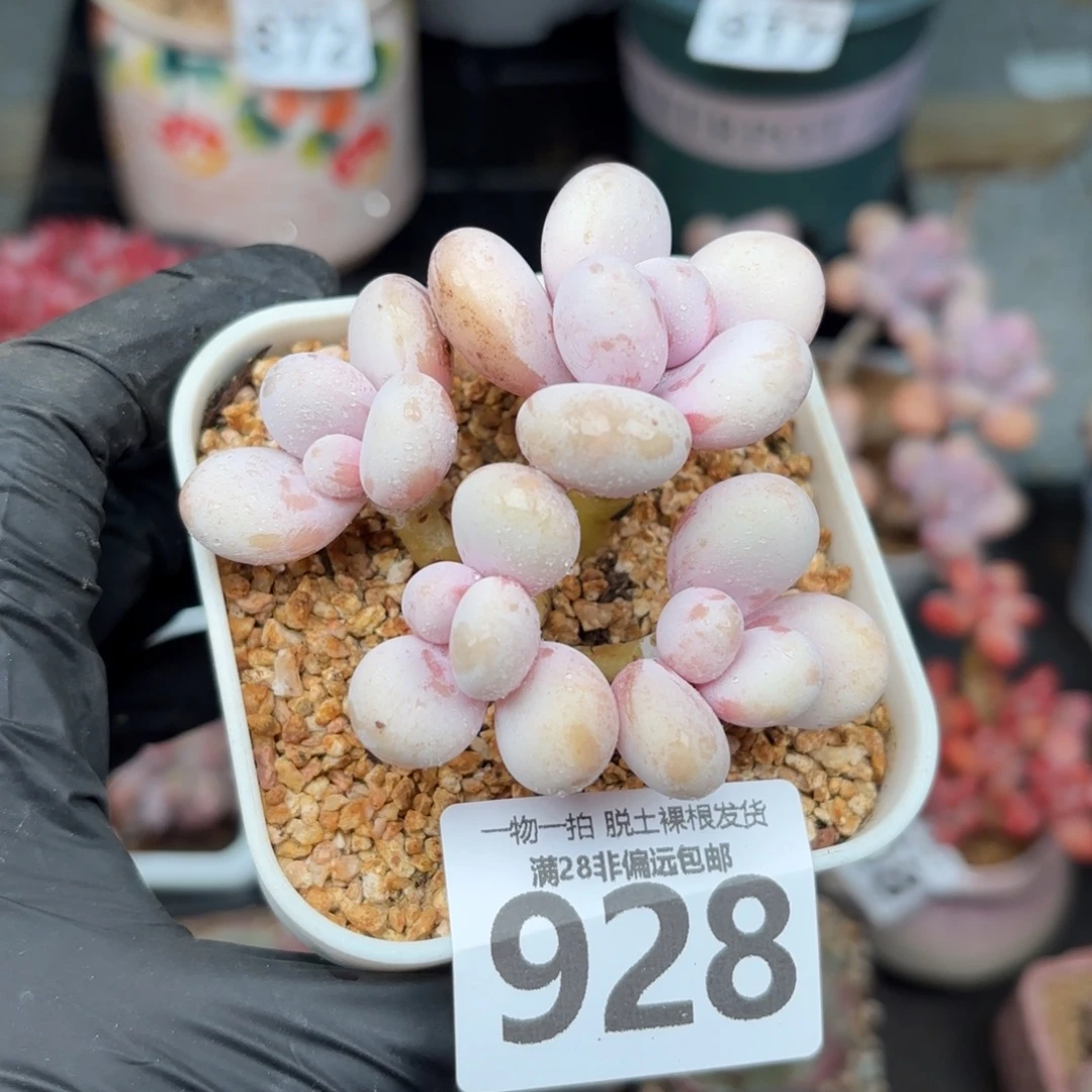 奶酪多肉无盆土发货