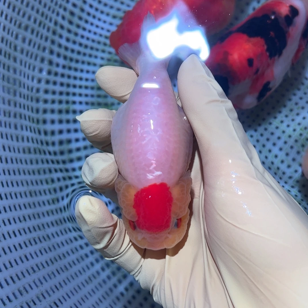 金鱼买三条顺丰包邮陆运