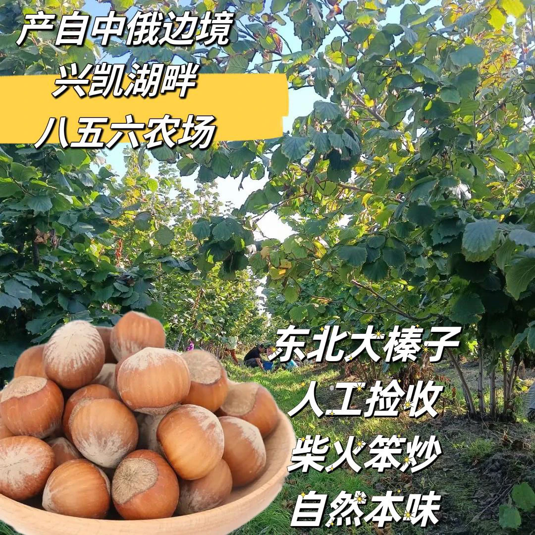 东北大果闭口熟榛子带夹子