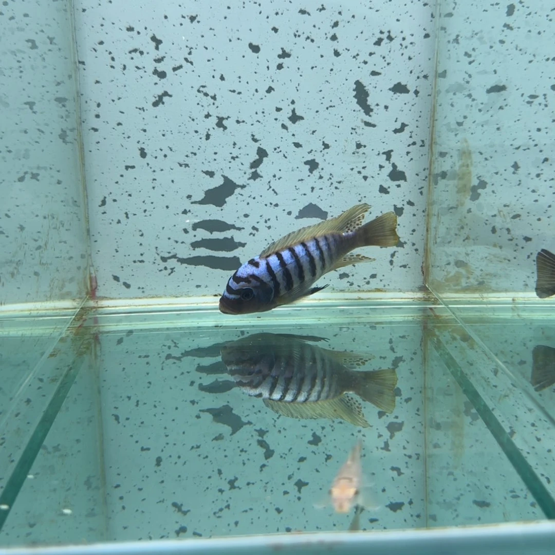 慈鲷一**生462号包子斑马