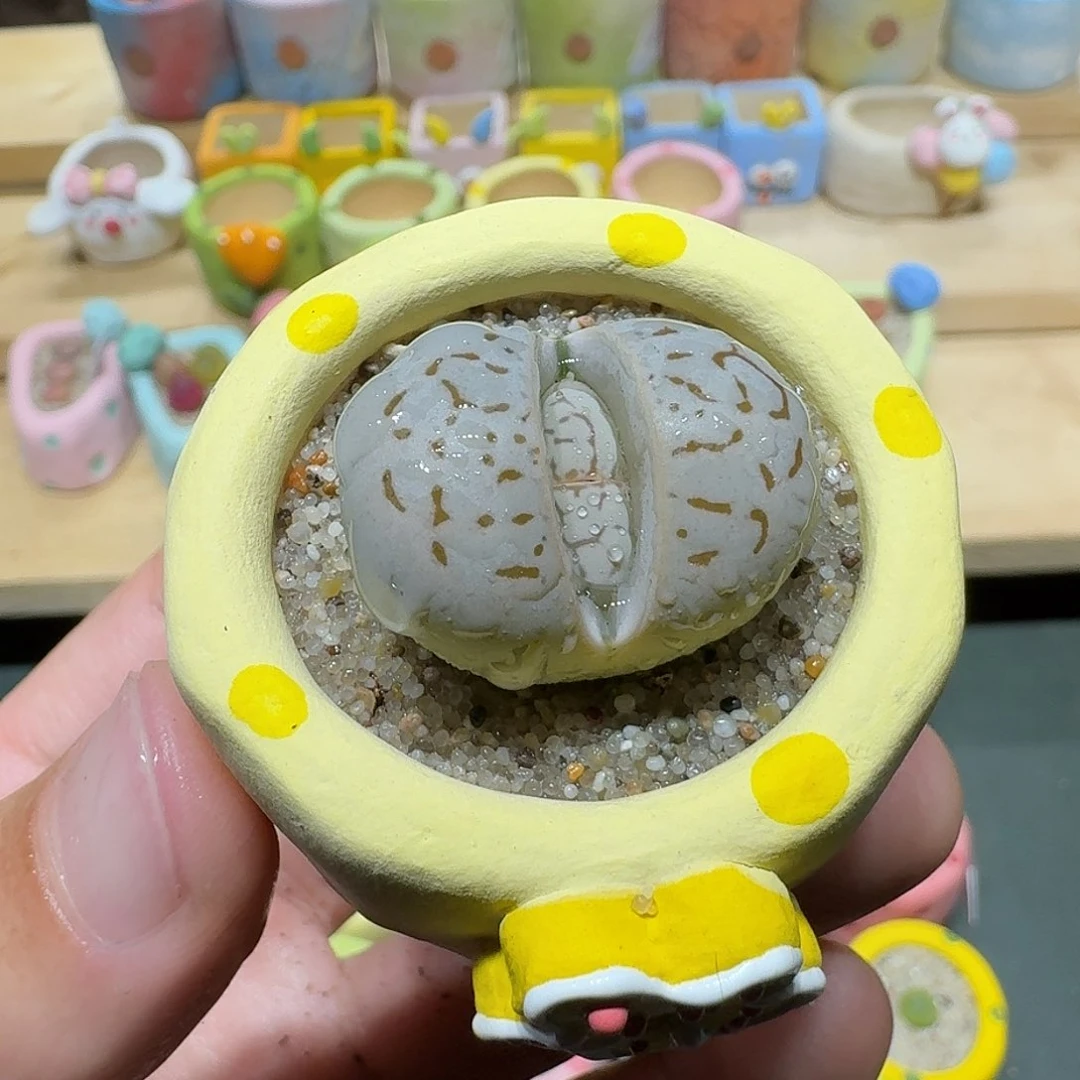 红陶蘑菇422大白