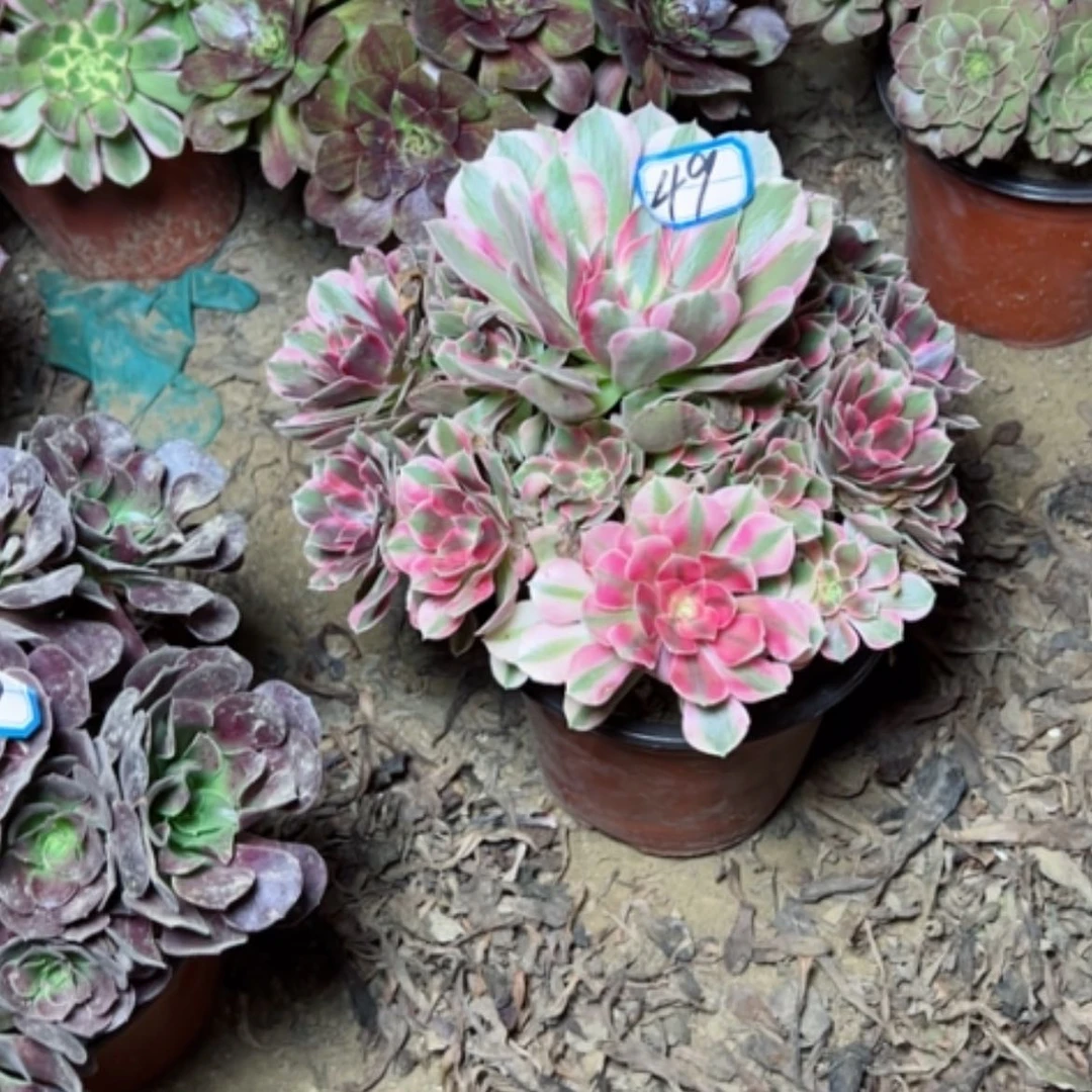 【闪购商品】妖月49