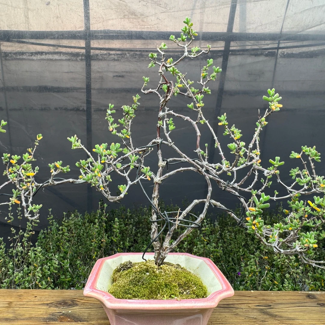 造型桩虾钳 盆景造型多年老桩