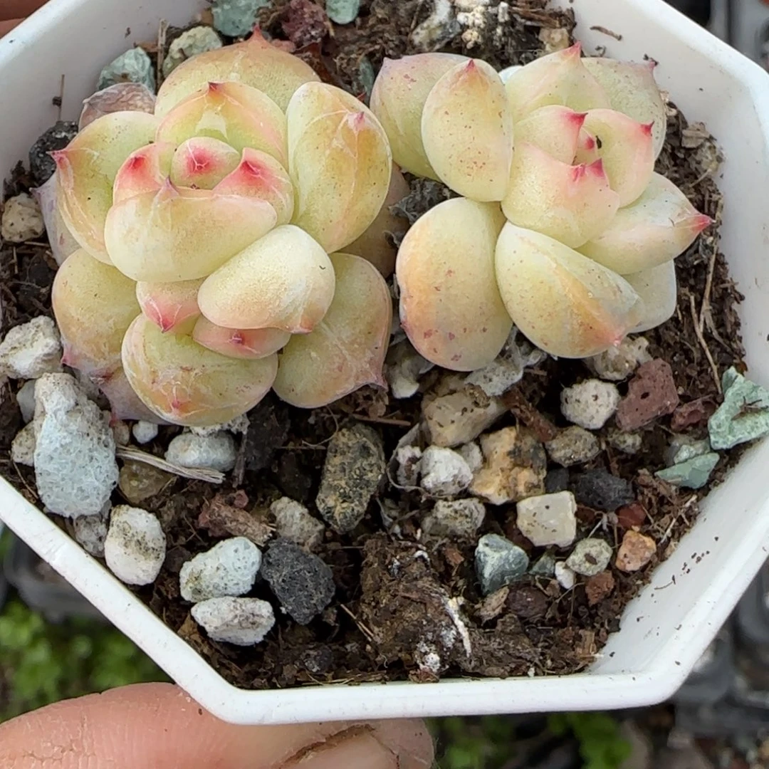 多肉小卡拉米糖心一物一拍