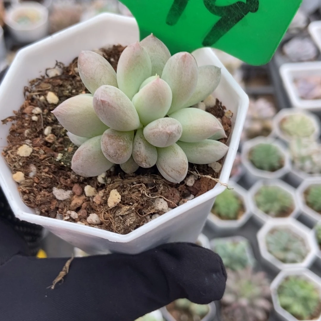 879哥特多肉植物保护