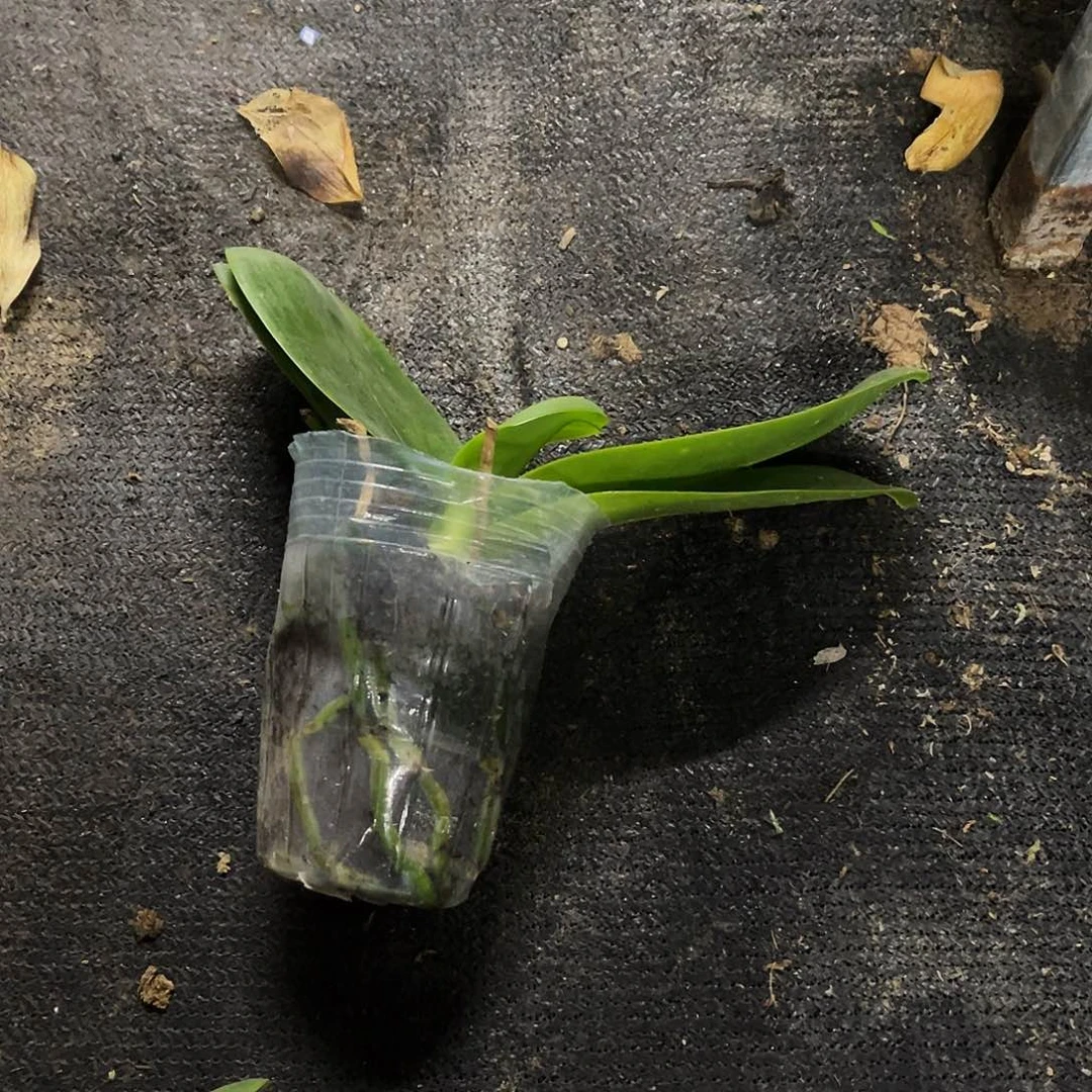 当前无花栽培后可以开花A**凯蝴蝶兰香奈儿3.0