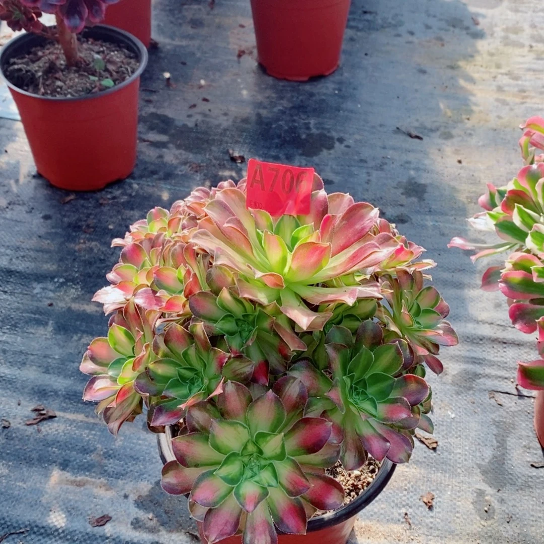 韶华706特价不包损