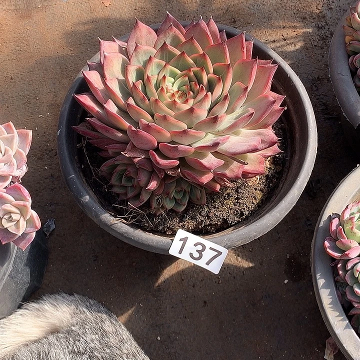 137篝火 一物一拍多肉