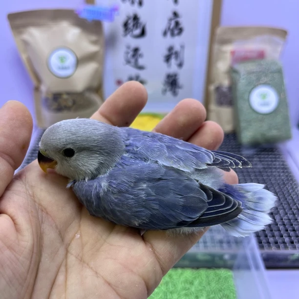 牡丹鹦鹉-精品高纯紫闪公H83087