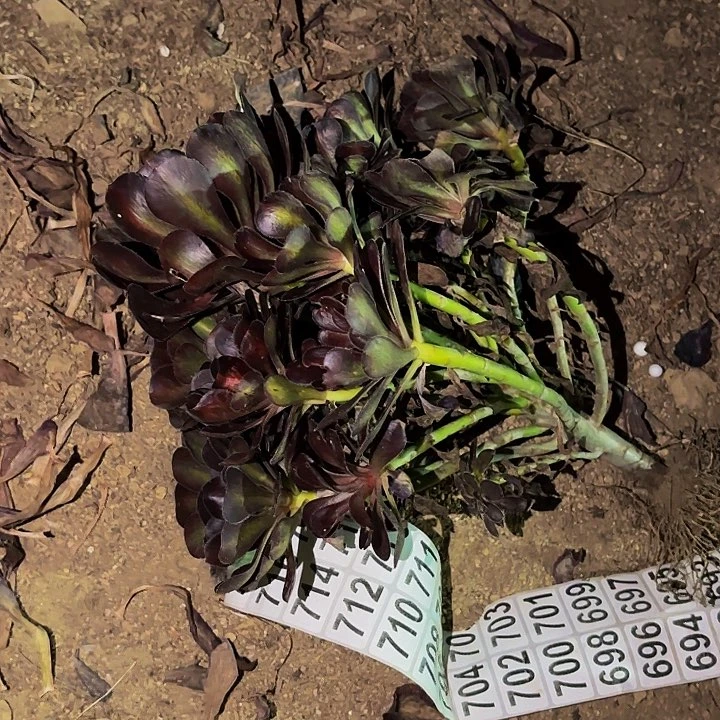 魅力多肉植物不售后量拍