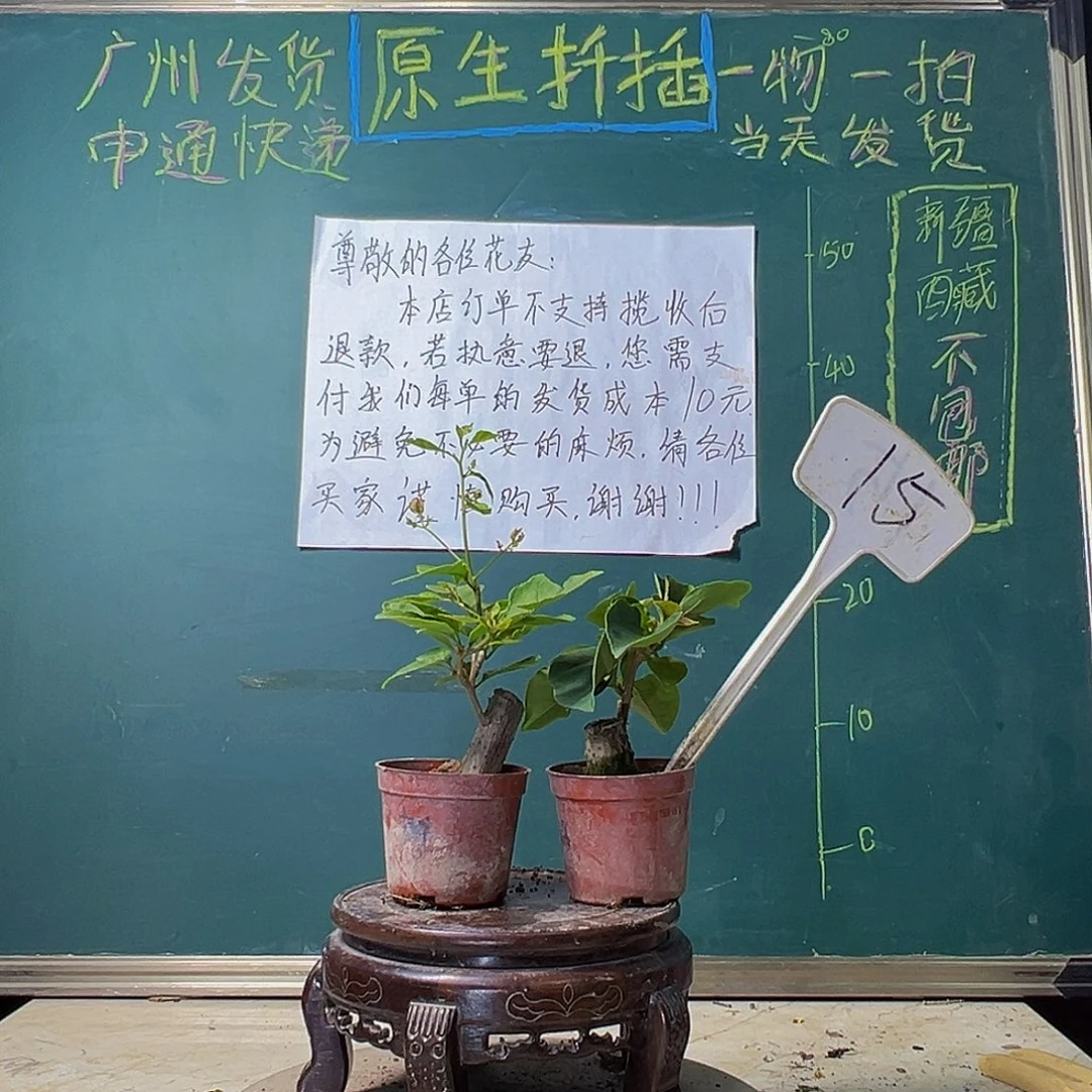 当前无花栽培后可以开花印度画报掌中宝 红樱蝶掌中宝 15