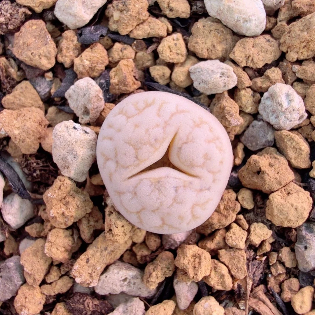 岛田C189 12-19-L19