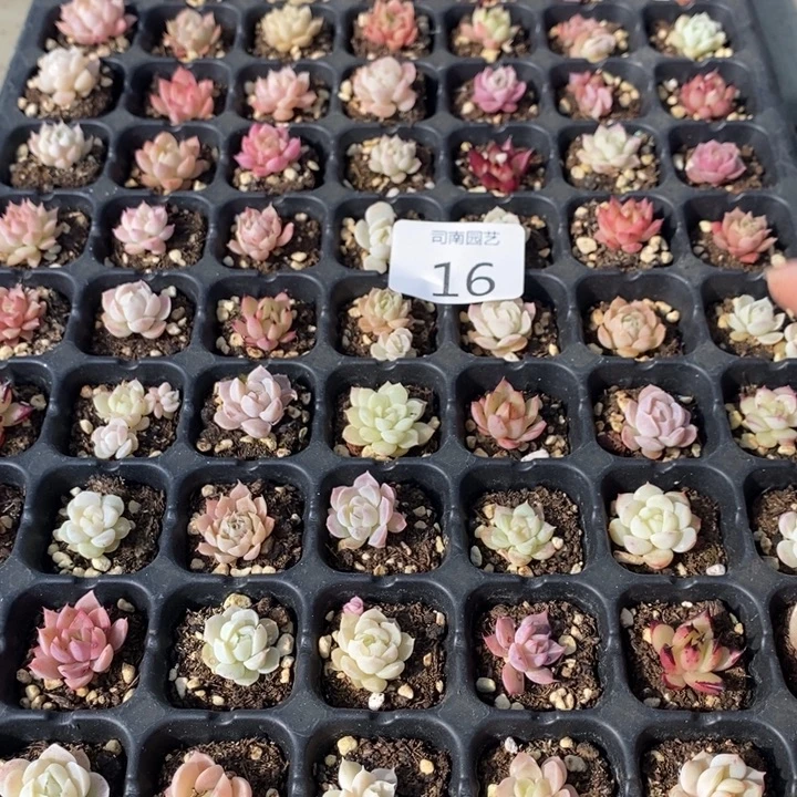 16 多肉植物盆栽花卉