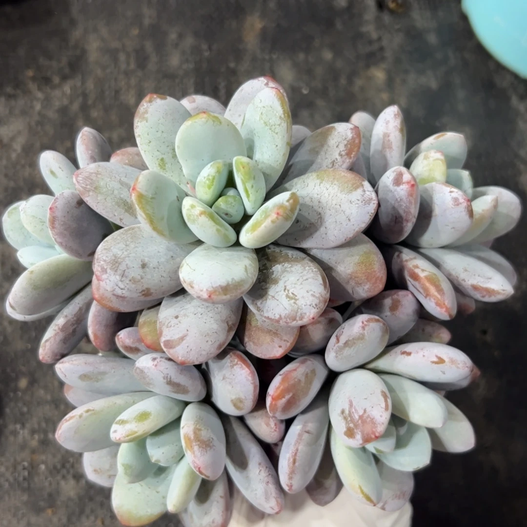 雪美人自然群多肉植物