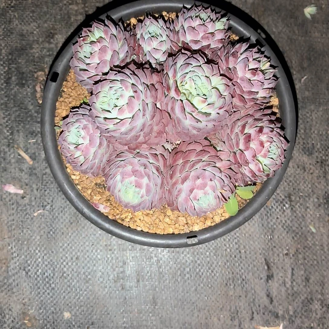 小小弟精品多肉朱砂痣