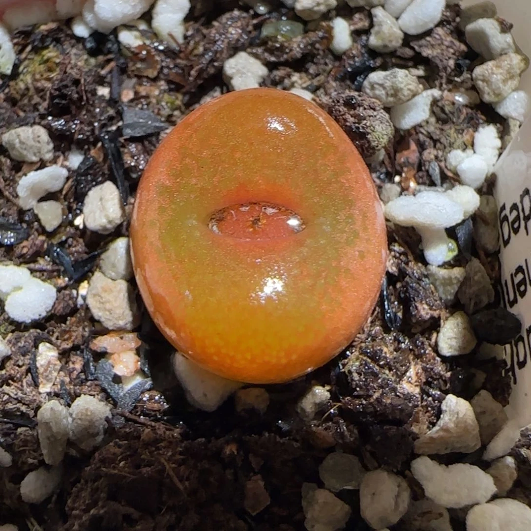 肉锥多肉植物百科30-水蜜桃1108