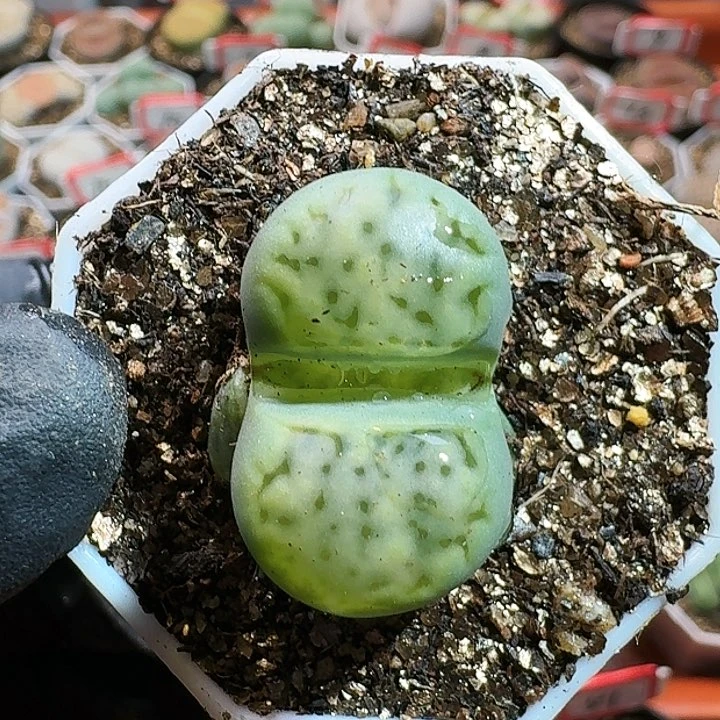 生石花11111111。   608