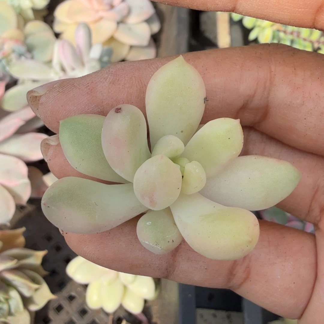 今****时草莓啵啵锦已经饿得见