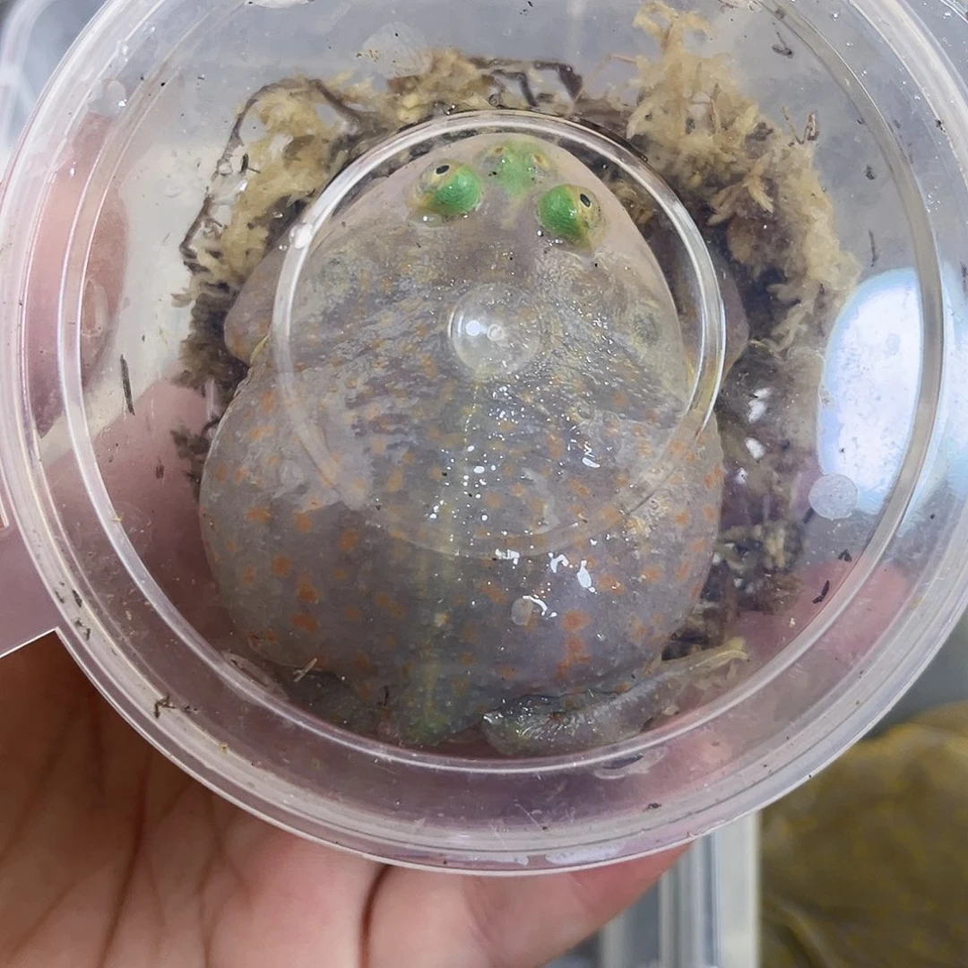 角蛙小丑蛙专拍链接一只包邮