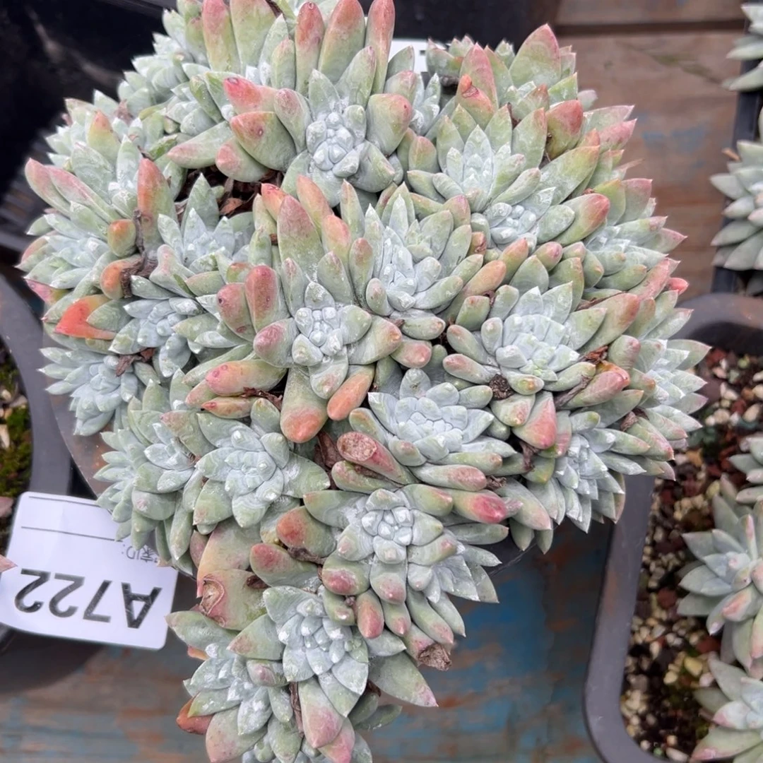 爱心瑞吉娜～一物一拍726