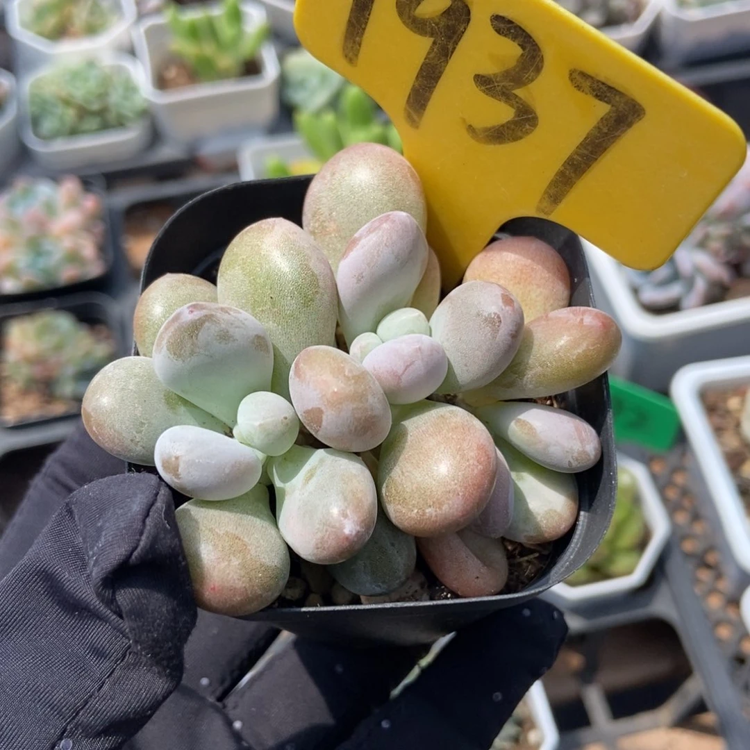 1937原始虞美人多肉植物保护