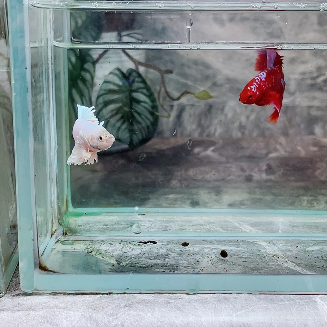 斗鱼育平斗鱼斗鱼斗鱼