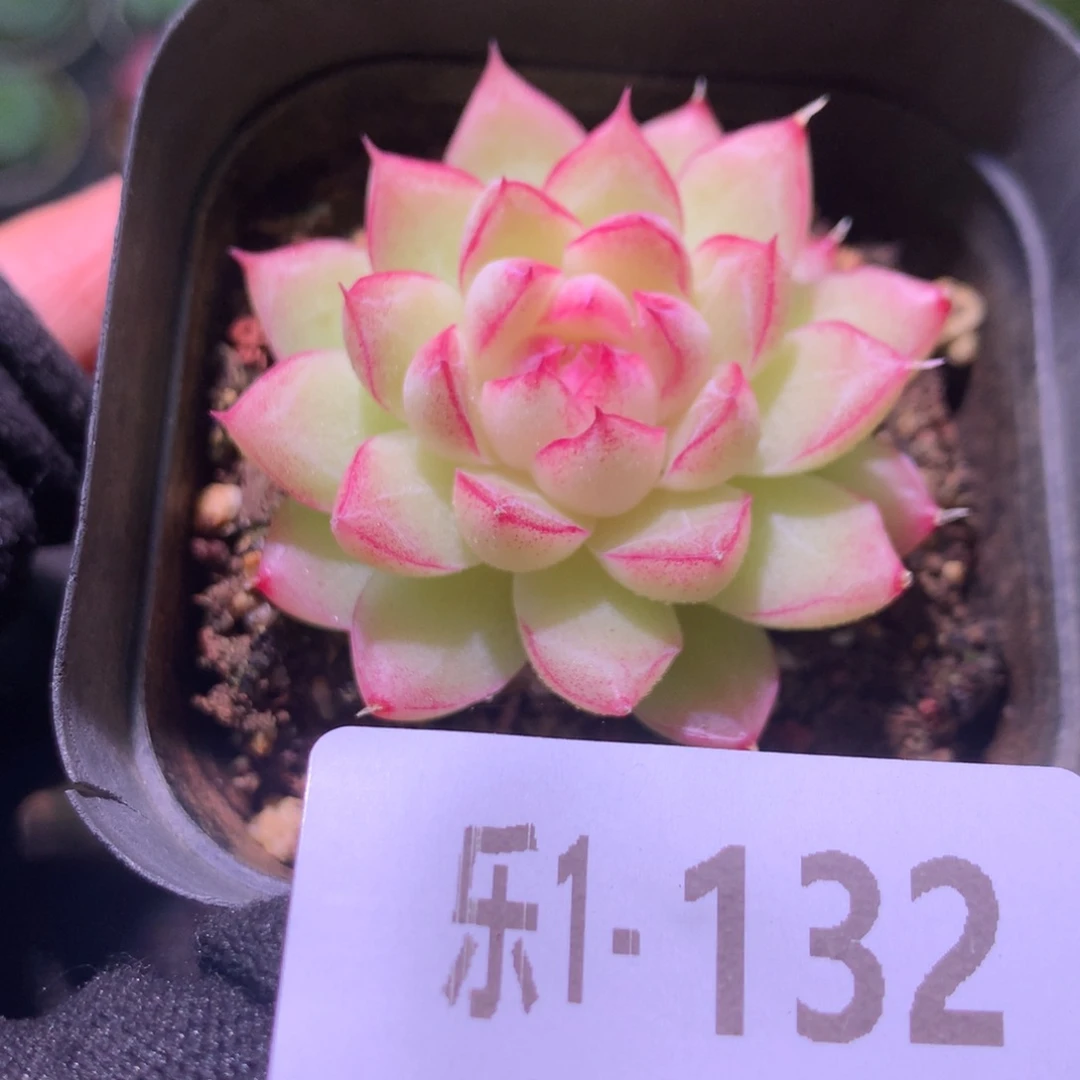 乐然 1-132 女王玫瑰