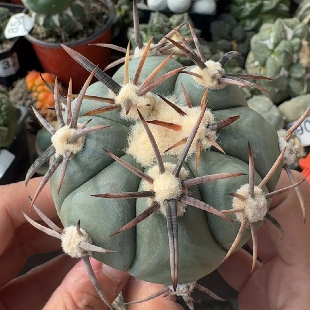 【闪购商品】苗接花王丸796