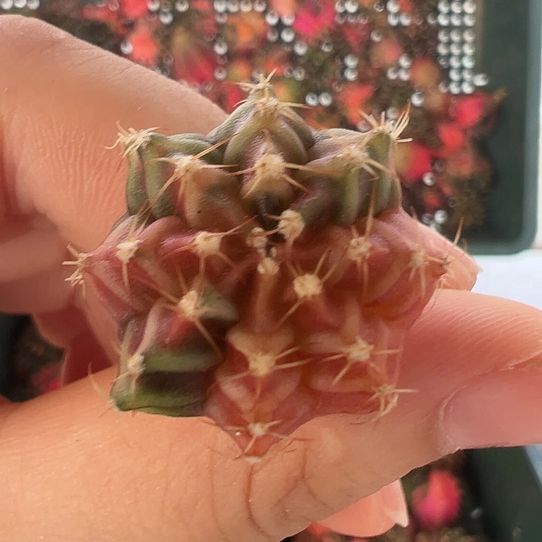 51 好看的米哈冲冲冲