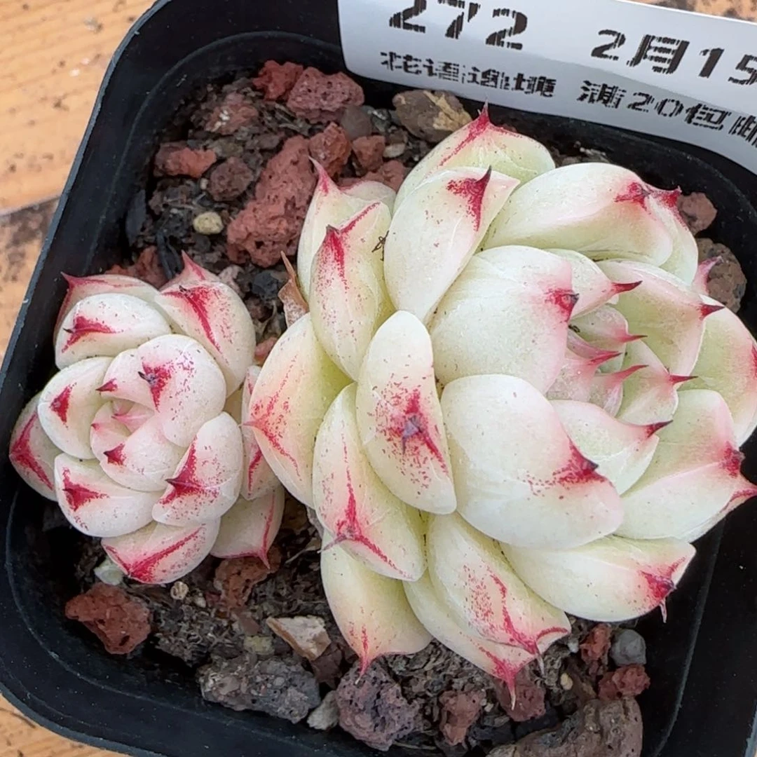 花语逸镜0215-272