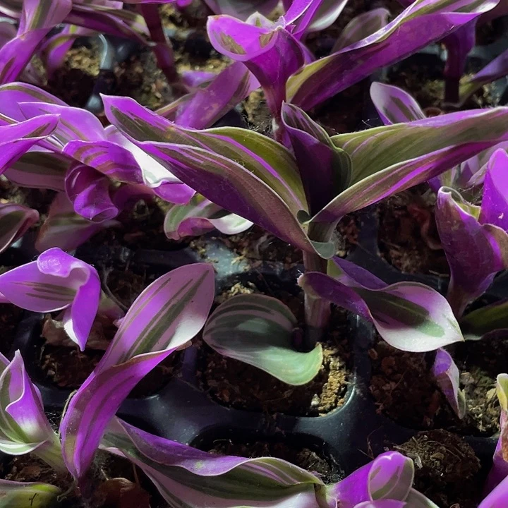 小油画婚礼1元带土发