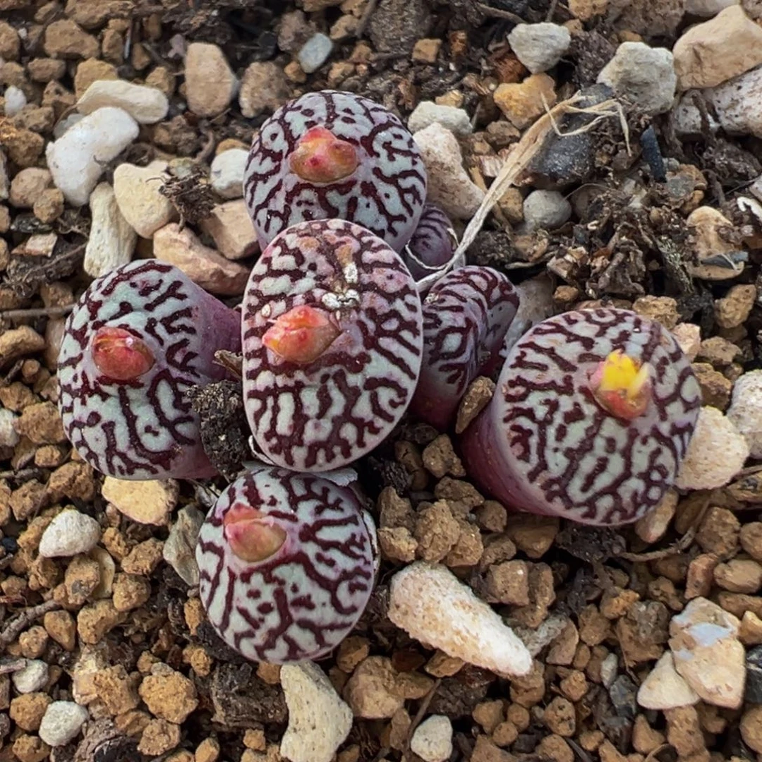 91多肉植物百科植物