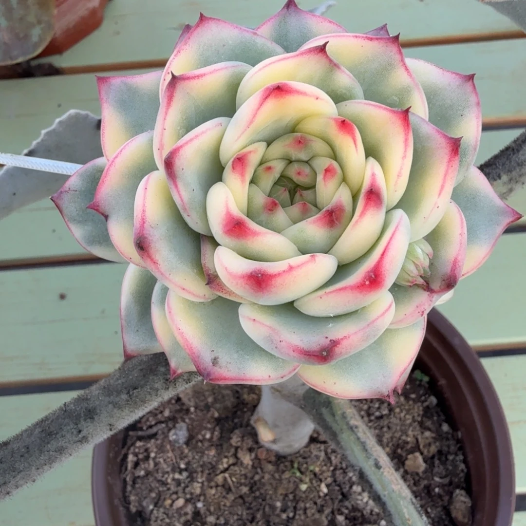 迦蓝锦锦上园艺一物一拍